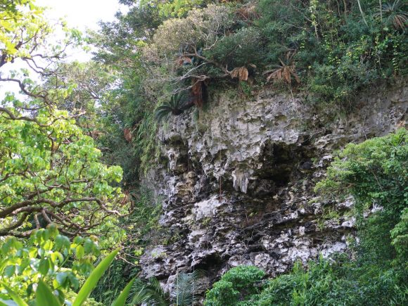 崖の途中に…