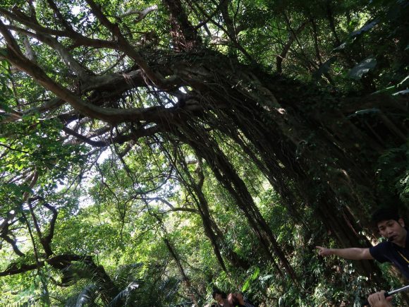 キジムナーを探せ