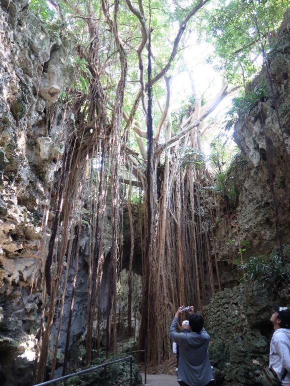森の賢者 大主(ウフシュ)ガジュマル