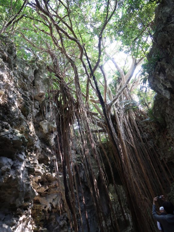 髭なのか足なのか