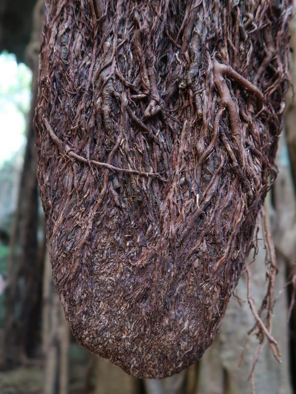 シン・ゴジラの尻尾?