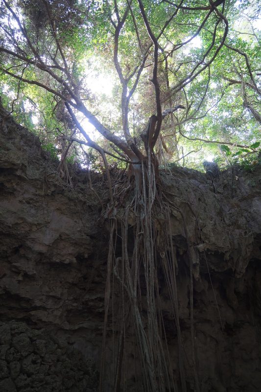 谷間にもガジュマル