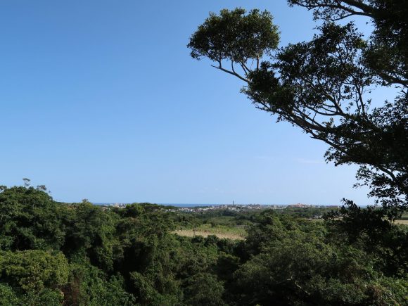 ツリーハウスからの眺め