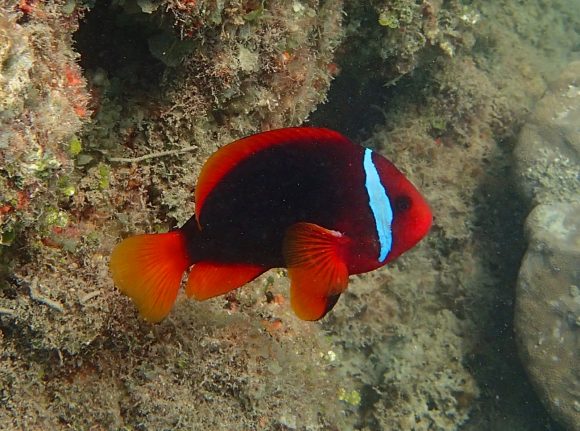 デカいクマノミ