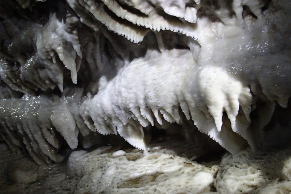 サメの歯のよう