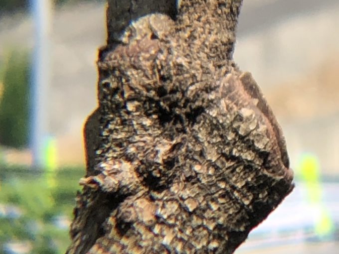 12倍望遠レンズの真ん中部分