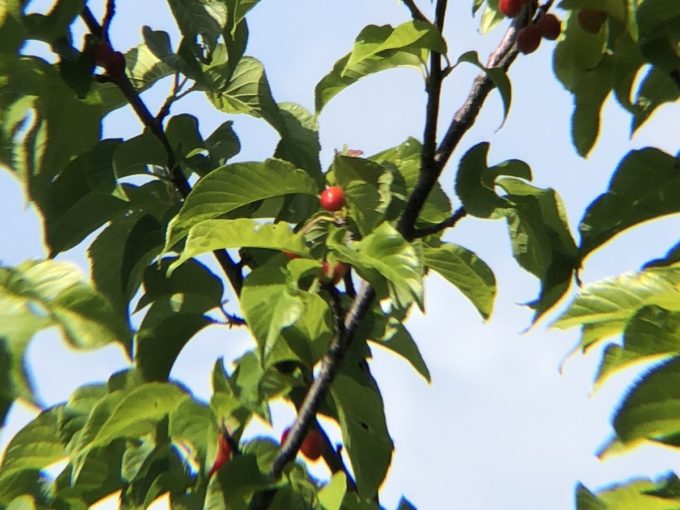 12倍望遠レンズの真ん中部分 その2