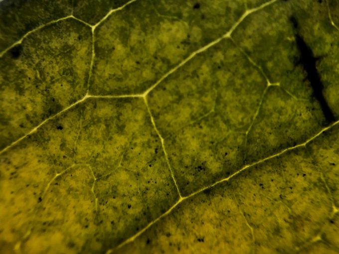 マクロレンズで葉脈を撮る