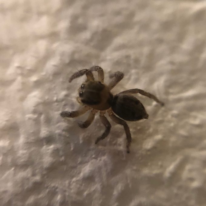 15Xマクロレンズで蜘蛛を撮る