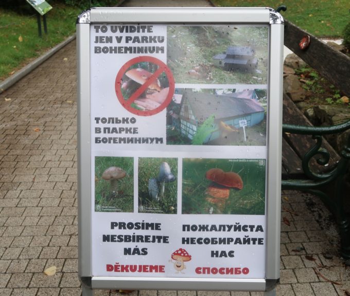 きのこは獲っちゃダメ