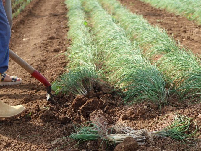 島らっきょうの畑