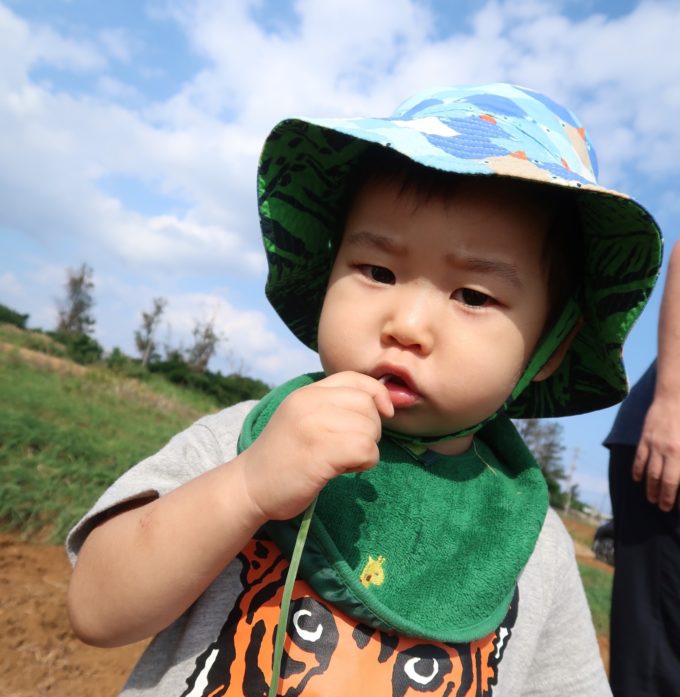 とれたて島らっきょう