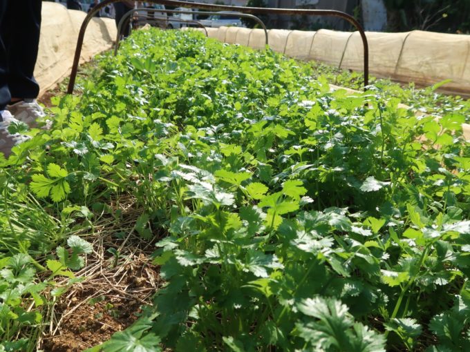 伊江島パクチー