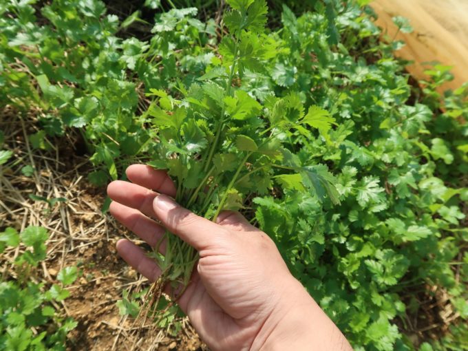 パクチーを収穫