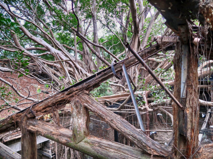 ガジュマルがすごい