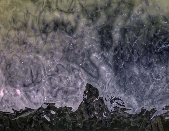 池の鯉がすごい