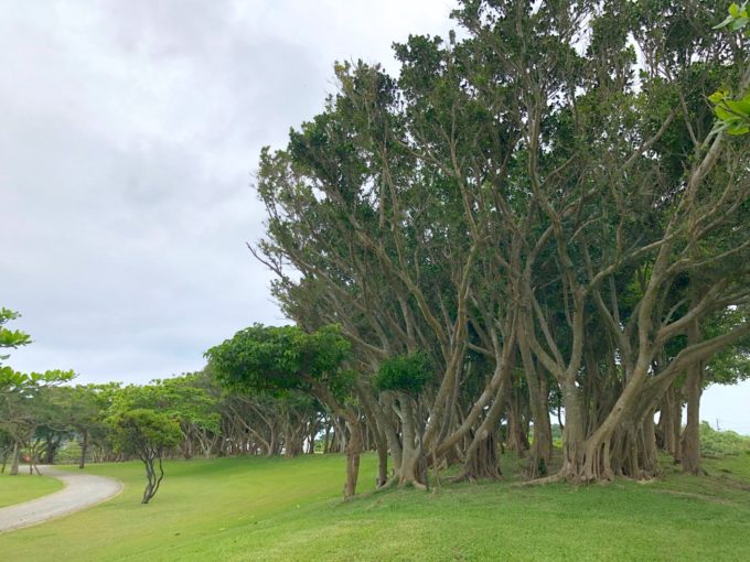 ガジュマルならぶ