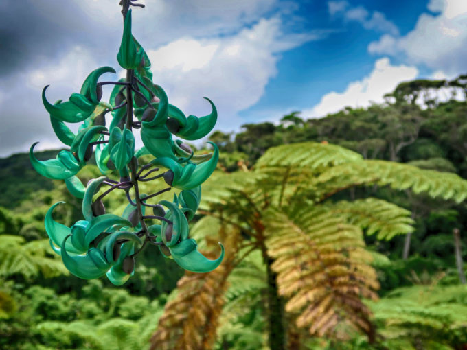 やんばるのヒスイカズラ