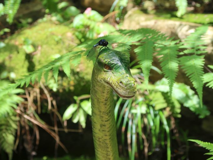 トンボ・オン・ザ・ザウルス