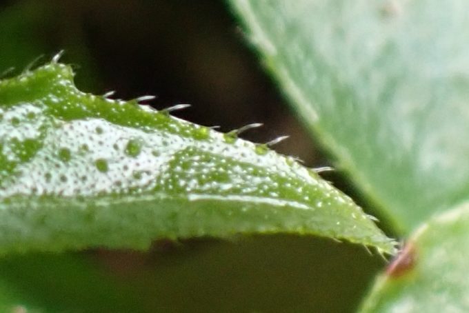 植物にもっと寄ってみる