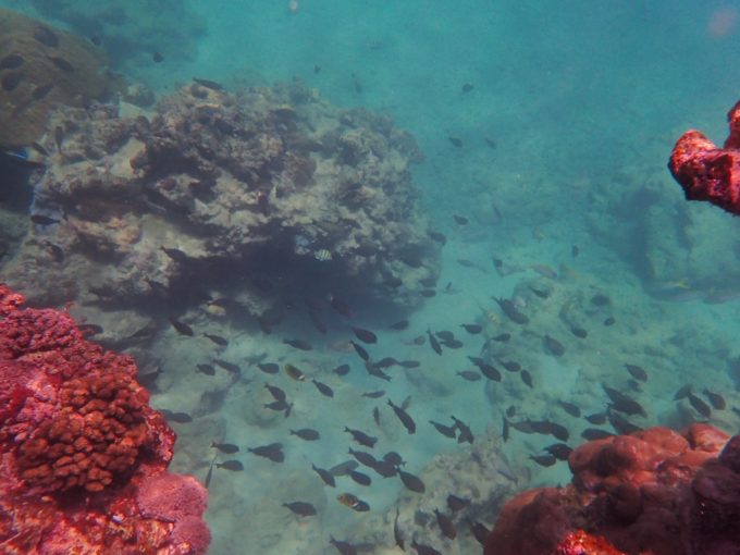 Tough TG-6 実写 ホワイトバランス