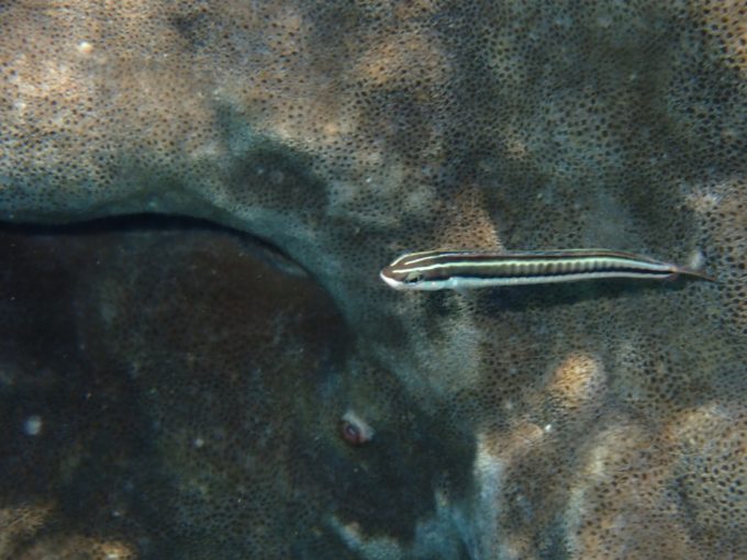 Tough TG-6 実写 水中マクロ1