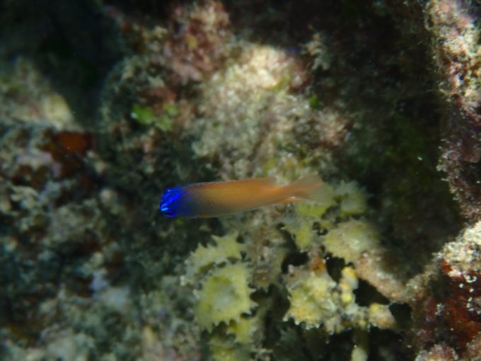 Tough TG-6 実写 水中マクロ2