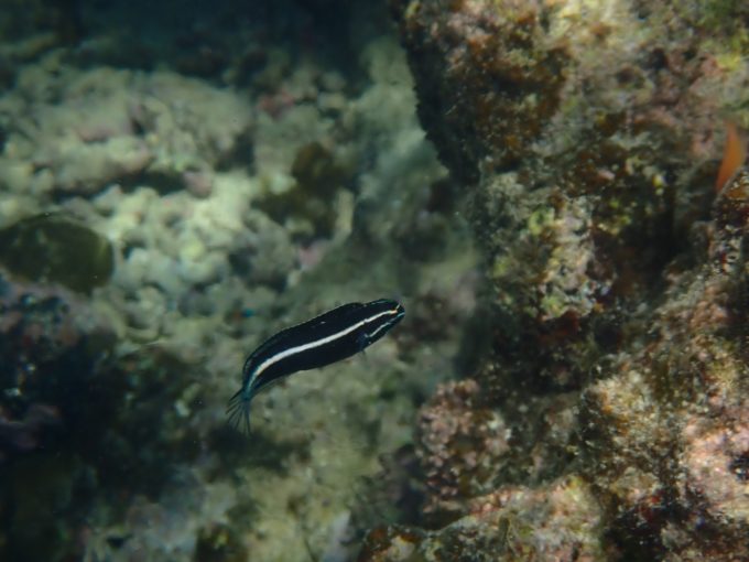 Tough TG-6 実写 水中マクロ3