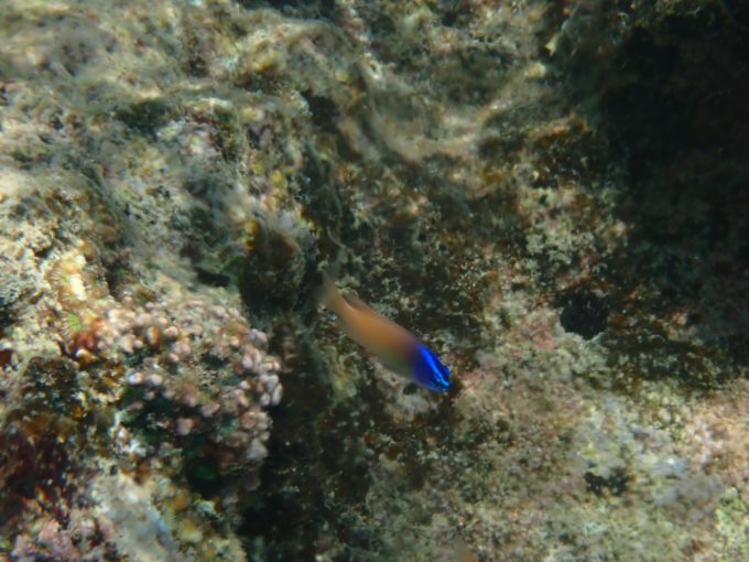 Tough TG-6 実写 水中マクロ4