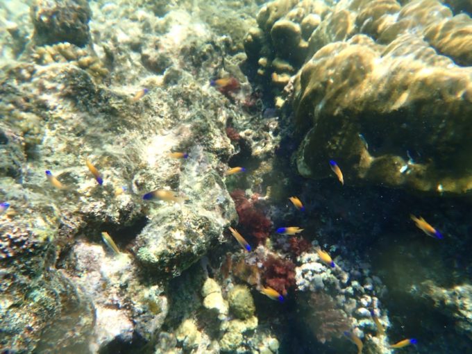 Tough TG-6 実写 水中マクロ6