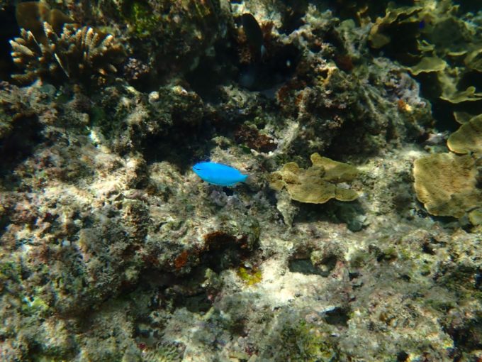 Tough TG-6 実写 水中マクロ7