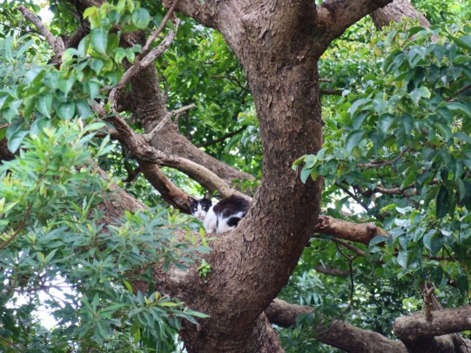 山への入り口に猫