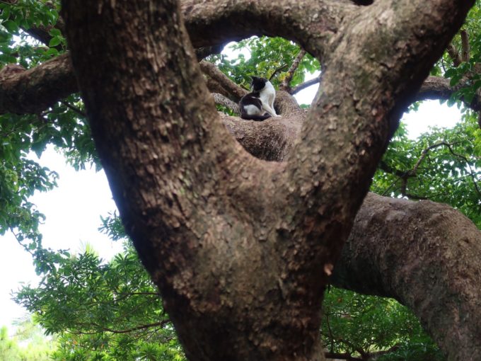 結構高いところにいる。