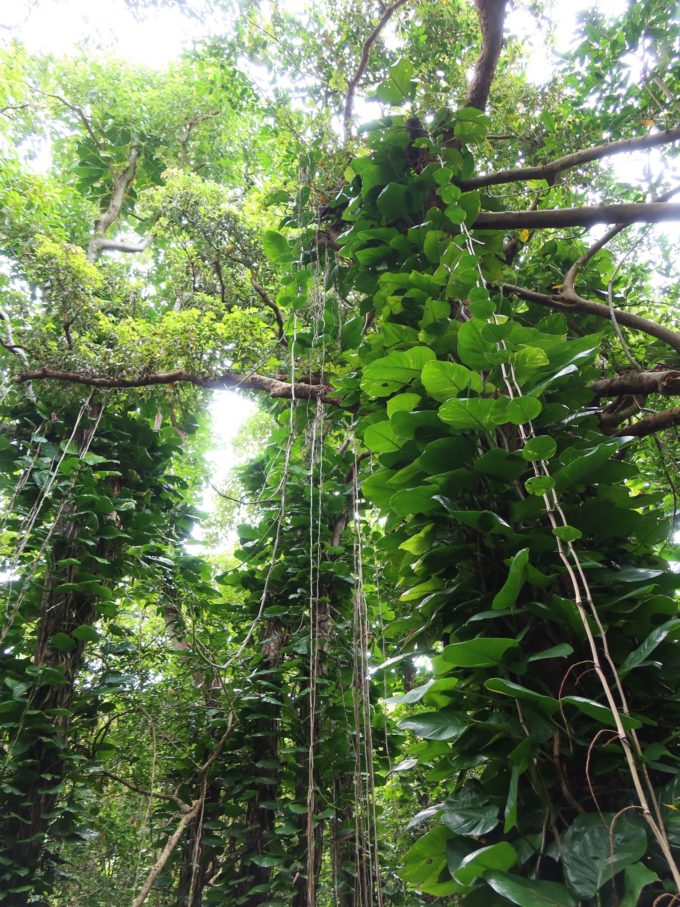 高い木と長いツタ