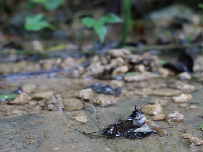 流れの中でマイマイが