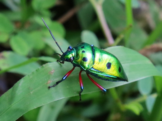 ナナホシキンカメムシ