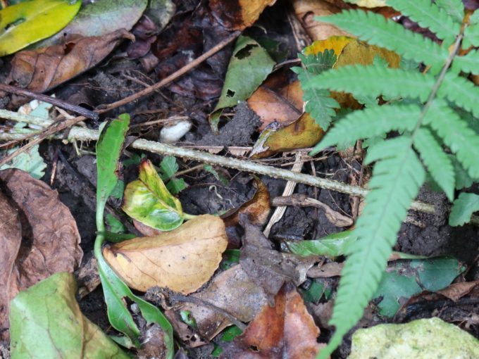 カエルがいます。