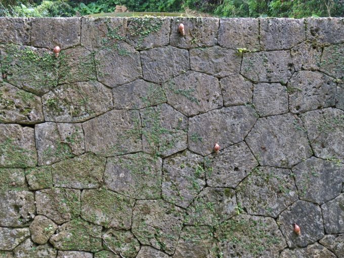 アフリカマイマイがたくさん