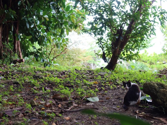 帰りにも会いました。