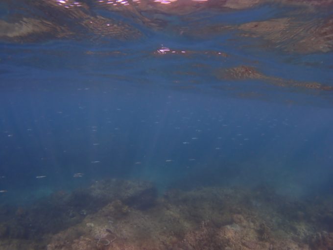 水面から水底まで その2