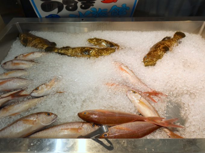 氷の上に並ぶ魚