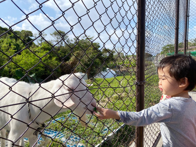 ヒージャー（ヤギ）もいました。