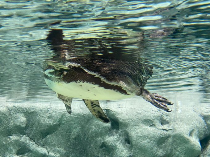 ペンギンを下から
