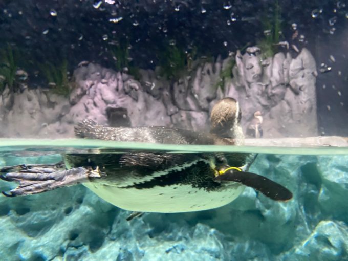 ペンギンを横から