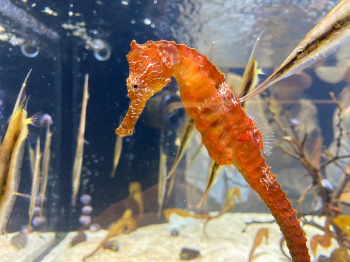 タツノオトシゴ