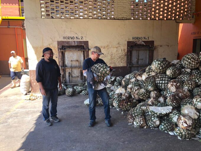 アガベ、重いのよ。