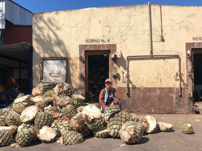 ここでアガベを蒸し焼きにします。