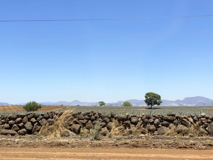 アガベを眺めながら移動