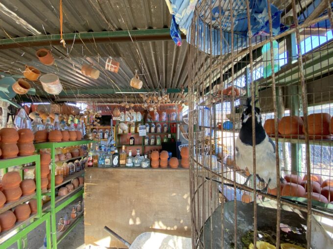 カンタリートを探して…