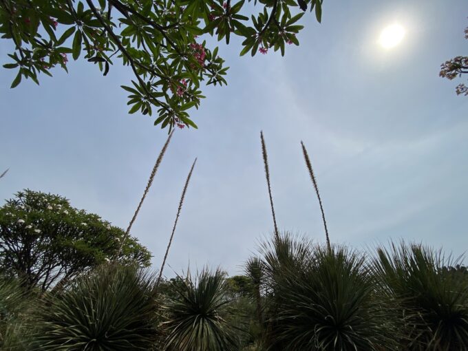 オアハカ民族植物園